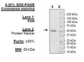 FXR, GST-Tag Recombinant – Figure 1 of 1