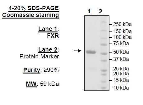 FXR, GST-Tag Recombinant – Figure 1 of 1