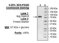 Siglec8, Fc Fusion, Avi-Tag Recombinant – Figure 1 of 1