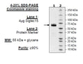 Siglec15, Fc Fusion, Avi-tag Recombinant – Figure 1 of 1