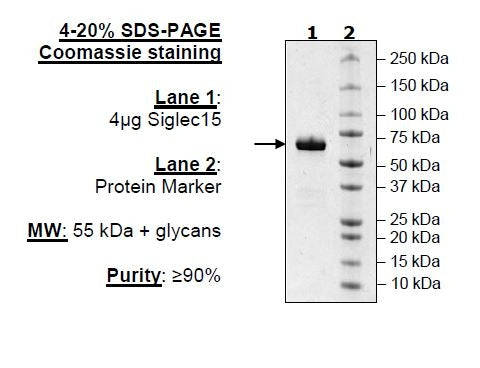 Siglec15, Fc Fusion, Avi-tag Recombinant – Figure 1 of 1