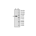 Siglec15, Fc Fusion, Avi-tag, Biotin-labeled Recombinant – Figure 1 of 1