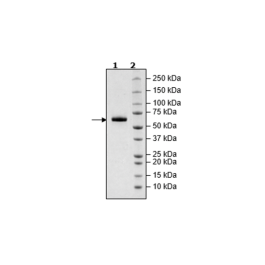 Siglec15, Fc Fusion, Avi-tag, Biotin-labeled Recombinant – Figure 1 of 1