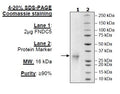 FNDC5, Avi-His-Tag Recombinant – Figure 1 of 1