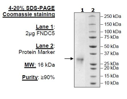 FNDC5, Avi-His-Tag Recombinant – Figure 1 of 1