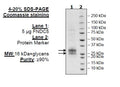 FNDC5, Avi-His-Tag, Biotin Labeled Recombinant – Figure 1 of 1