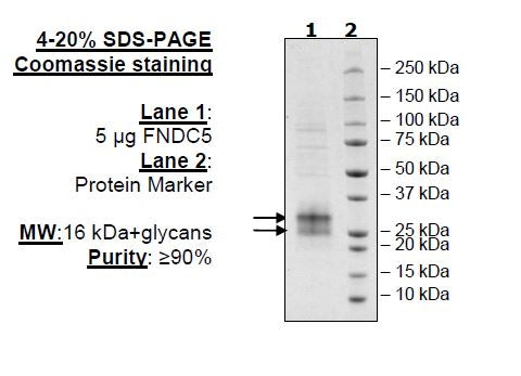 FNDC5, Avi-His-Tag, Biotin Labeled Recombinant – Figure 1 of 1