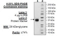 IL-2RB, Avi-His-Tag Recombinant – Figure 1 of 1