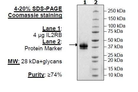 IL-2RB, Avi-His-Tag Recombinant – Figure 1 of 1
