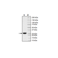 PD-L1 (CD274) Recombinant – Figure 1 of 1