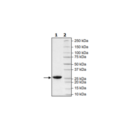PD-L1 (CD274) Recombinant – Figure 1 of 1