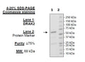 DRAK2, GST-tag (Mouse) Recombinant – Figure 1 of 3