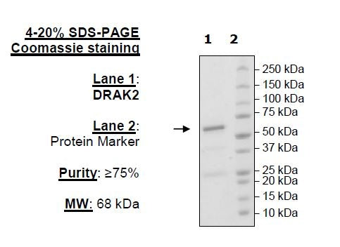 DRAK2, GST-tag (Mouse) Recombinant – Figure 1 of 3