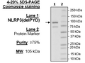 NLRP3 (delPYD), FLAG-Tag Recombinant – Figure 1 of 1