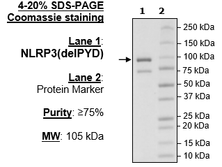 NLRP3 (delPYD), FLAG-Tag Recombinant – Figure 1 of 1