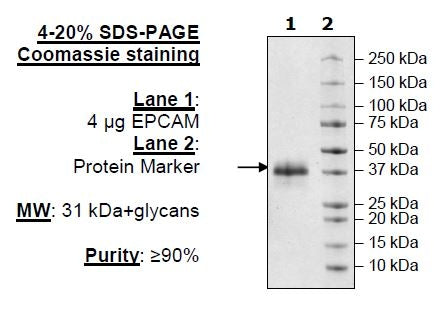 EpCAM, Avi-His-Tag Recombinant – Figure 1 of 1