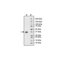 EpCAM, Avi-His-Tag, Biotin Labeled Recombinant – Figure 1 of 1