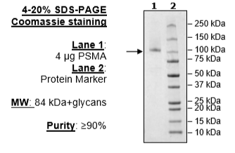 PSMA, His-Avi-Tag Recombinant – Figure 1 of 2