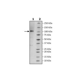PSMA, His-Avi-Tag, Biotin-Labeled Recombinant – Figure 1 of 2