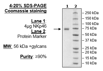 NKp46, Fc-fusion (IgG1), Avi-Tag Recombinant – Figure 1 of 1