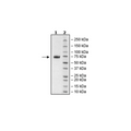 NKp46, Fc-fusion (IgG1), Avi-Tag, Biotin-Labeled Recombinant – Figure 1 of 1