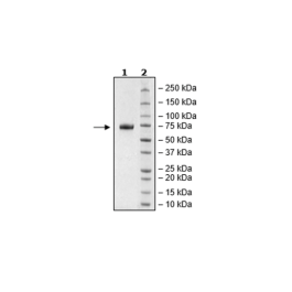 NKp46, Fc-fusion (IgG1), Avi-Tag, Biotin-Labeled Recombinant – Figure 1 of 1