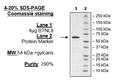 BTNL8, Fc-fusion (IgG1), Avi-Tag Recombinant – Figure 1 of 1
