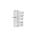 BTNL8, Fc-fusion (IgG1), Avi-Tag, Biotin-labeled Recombinant – Figure 1 of 1