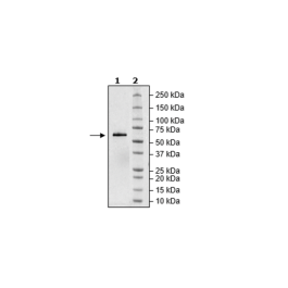 BTNL8, Fc-fusion (IgG1), Avi-Tag, Biotin-labeled Recombinant – Figure 1 of 1