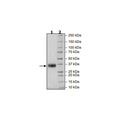 BTN1A1 Avi-His-Tag Recombinant – Figure 1 of 1