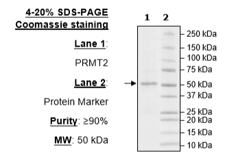 PRMT2, FLAG-Tag Recombinant – Figure 1 of 1