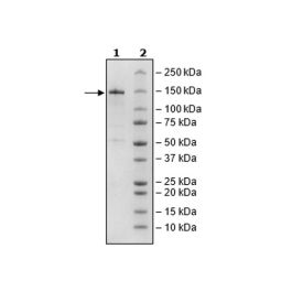 ADAR1, FLAG-Tag Recombinant – Figure 1 of 3