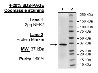 NEK7, His-Tag Recombinant – Figure 1 of 2
