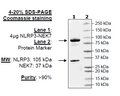 NLRP3 (delPYD) / NEK7 Complex Recombinant – Figure 1 of 1