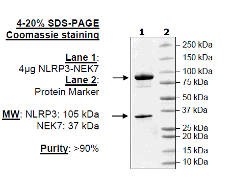 NLRP3 (delPYD) / NEK7 Complex Recombinant – Figure 1 of 1