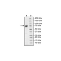 B7-1(CD80) (Mouse), Fc fusion, Avi-Tag, Biotin-labeled, HiP™ Recombinant – Figure 1 of 4