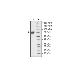 B7-1(CD80) (Mouse), Fc fusion, Avi-Tag, Biotin-labeled, HiP™ Recombinant – Figure 1 of 4