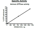 KRAS (G12V), Isoform B, His-Tag Recombinant – Figure 1 of 4
