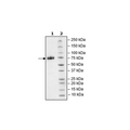 CD33, Fc Fusion, Avi-tag, Biotin Labeled, HiP™ Recombinant – Figure 1 of 2