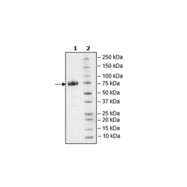 CD33, Fc Fusion, Avi-tag, Biotin Labeled, HiP™ Recombinant – Figure 1 of 2