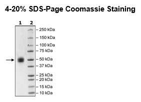 MICB, Avi-His-Tag HiP™ Recombinant – Figure 1 of 2