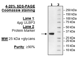 ULBP3, Avi-His-Tag Recombinant – Figure 1 of 1