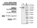 CEACAM5, Avi-His-Tag Recombinant – Figure 1 of 1