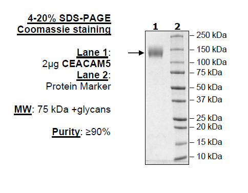 CEACAM5, Avi-His-Tag Recombinant – Figure 1 of 1