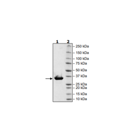 p120GAP, His-Tag Recombinant – Figure 1 of 2