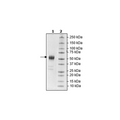 CD24, Fc Fusion, Avi-tag Recombinant – Figure 1 of 1