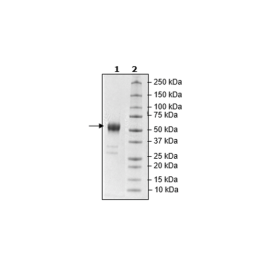 CD24, Fc Fusion, Avi-tag Recombinant – Figure 1 of 1