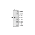 CD24, Fc Fusion, Avi-tag, Biotin-labeled, HiP™ Recombinant – Figure 1 of 2
