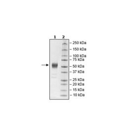 CD24, Fc Fusion, Avi-tag, Biotin-labeled, HiP™ Recombinant – Figure 1 of 2