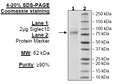 Siglec10, Avi-His-tag Recombinant – Figure 1 of 1